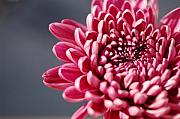 Jill Reger - Pink Flower