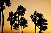 Jill Reger - Arizona Dust Storm