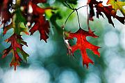 Jill Reger - Autumn Leaves