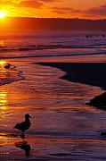 Jill Reger - Bird at Sunset