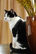Jill Reger - Cat Contimplation