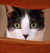 Jill Reger - Cat Eyes