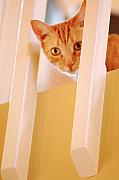 Jill Reger - Cat Spy