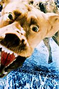 Jill Reger - Devil Dog Underwater