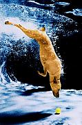 Jill Reger - Diving Dog Underwater