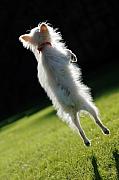 Jill Reger - Dog - Jumping