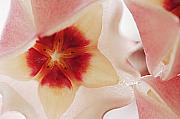Jill Reger - Flower Hoya 3