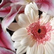 Jill Reger - Flower Pink-White