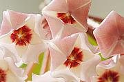 Jill Reger - Flowers-Hoya 1