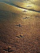 Jill Reger - Footprints - Bird