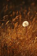 Jill Reger - Lone Dandelion