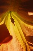 Jill Reger - Orange Flower Stamen