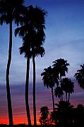 Jill Reger - Palm Trees at Sunset