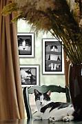 Jill Reger - Phat Cat