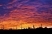 Jill Reger - Phoenix Sunrise