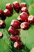Jill Reger - Prickly Pear Fruit