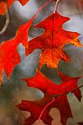 Jill Reger - Red Autumn Leaves