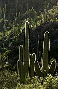 Jill Reger - Saguaro Cactus Backlit