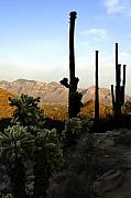 Jill Reger - Saguaro Silhouette