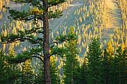 Jill Reger - Seeing the Forest Through the Tree