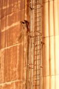 Jill Reger - Silo Ladder