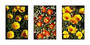 Jill Reger - Spring - Desert Style 2