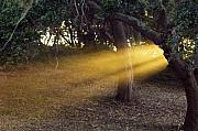 Jill Reger - Sun Rays 2
