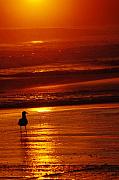 Jill Reger - Sunset Bird 2
