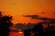 Jill Reger - Sunset Birds