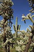 Jill Reger - Surrounded Saguaro Cactus Wren